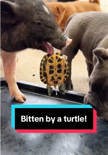 Pigs and Dog Both Bitten by Turtle: Cute Animal Moment