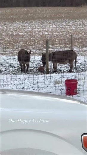 Playtime is all day for Barney #shorts #onehappyassfarm #farmlife