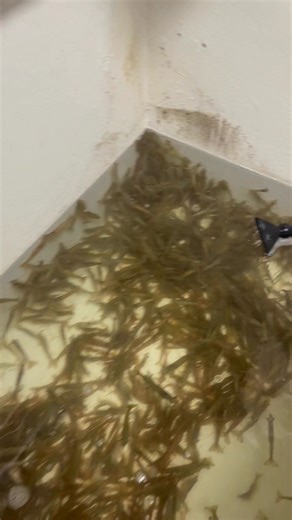 2.1K views · 43 reactions | 戀呂 FRESH BAIT JUST LANDED! 呂戀 We just...