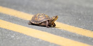 87-year-old man killed while trying to save a turtle on the highway, officials say