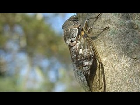 Chant de Cigale de Provence