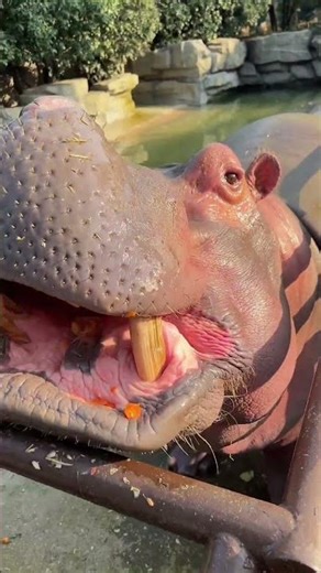 hippo small grapes #animal #shot #cat #viral #animal