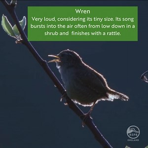 20K views · 668 reactions | Spring is in the air and birdsong is starting to ramp up. These three of our more common birds will soon be joined by others, including some spring migrants who will return to our shores to breed. If you want to learn more about birdsong then maybe consider joining a 'Beginner Birdsong Walk' on an RSPB Nature Reserve near you: https://events.rspb.org.uk/browse?filter[name]=birdsong | RSPB England | Facebook