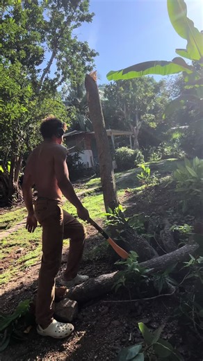 Chopping down a tree#cutting #axe #wood #fyp #viral | chopping wood