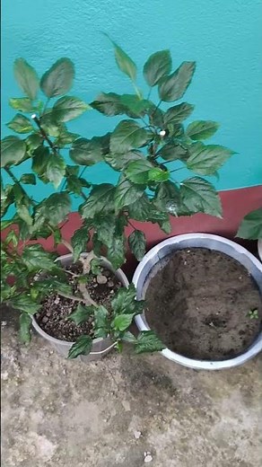 hibiscus 🌺 flower plant pruning complete