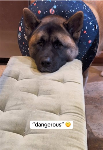 Understanding the American Akita Breed Characteristics