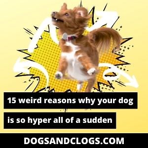 15 Weird Reasons Why Your Dog Is So Hyper All Of A Sudden