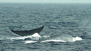 18K views · 624 reactions | How plastic is our ocean? Take a sneak...