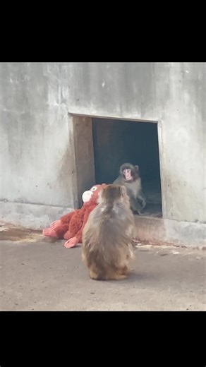 Visiting Punch-kun the Shy Orangutan