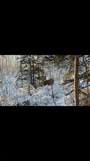Young Mule Deer on my walk this morning | Joanne King