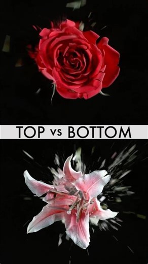 Liquid Nitrogen Frozen Flowers exploding at 1000 fps slow motion