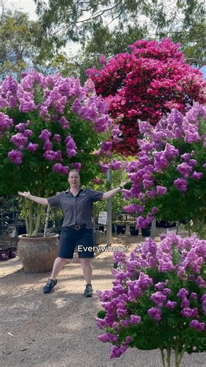 Well, they’re finally here, and we’ve got PLENTY of them! 🌸🌿 No need to jump over hurdles to get your Crepe Myrtles, these best-selling beauties have now landed in the nursery. And at just $36.95, they won’t hang around for long… so get in quick before they’re gone! 📍Find us at the end of the lane, 95 Park Lane, Wangaratta. 📞 (03) 5721 6955 ⏰ Mon–Fri 9am–4:30pm | Sat–Sun 9am–3pm | Park Lane Nursery