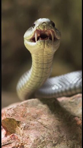 4 Most Venomous Snakes in the World ⚠️ #viral #nature #science #nature #animals #facts
