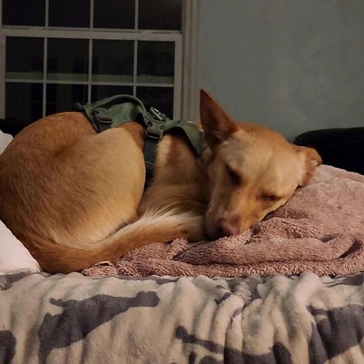 Cher is ready for bed. I feel bad that she's going to have to move to make room for me (and others). But how much do you love that sleepy face? | Emotional Rescue LLC