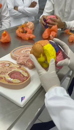 Revisão das Principais Divisões Anatômicas do Encéfalo