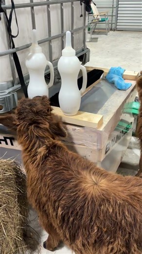 Our Mini Highland Bull Is Always In Trouble! #minicow