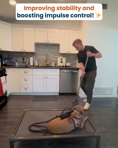 Calm chihuahuas! 🐶