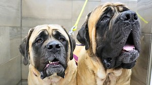 Bathing two giant, adorable, and slobbery English Mastiffs | Girl With The Dogs