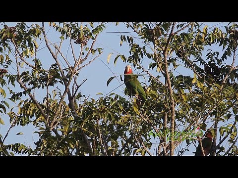 COTORRA CUBANA (Cuban Amazon, Amazona leucocephala) ENDÉMICA de CUBA