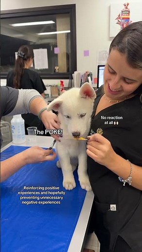 Puppy's First Vet Visit with a Fear-Free Approach