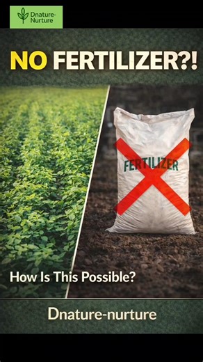 Why Some Farms Never Use Fertilizer. #farming#fertilizer#garden#smallindustries#agriculturetech