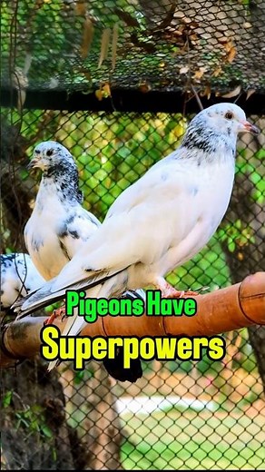 🕊️ Pigeons Are Smarter Than You Think! | Amazing Pigeon Facts 🤯