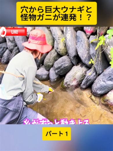 【今期最大】穴から巨大ウナギと怪物ガニが連発！？引きずり出した瞬間がヤバすぎた！！#1 #りんたこみっぴの釣りキャンプ #釣り #大物 #堤防 #bigfish #fish #fishing #viral #foryoupage❤️❤️ #fyp