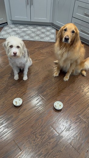 Katelyn & Archie on Instagram: "Archie’s Birthday Pup Cup Race! Who will the winner be? #happybirthdayarchie"