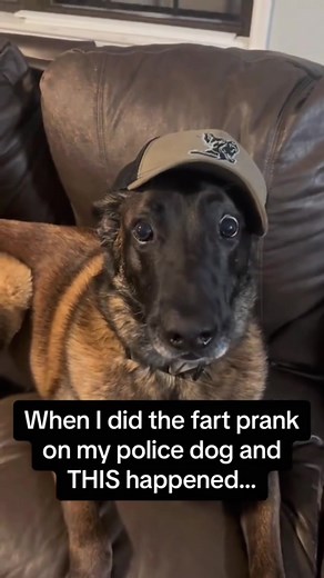 Funny Dogs Reacting to Farts: Pure Comedy Gold!