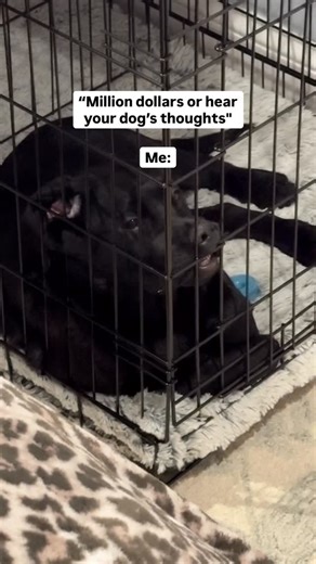 Koda & Kenai | Golden Retriever Black Lab Duo on Instagram: "There’s so much going on in my head 😃 Follow for more funny dog content! #funnydogs #funnypuppies #blacklab #blackpuppy #doglover"