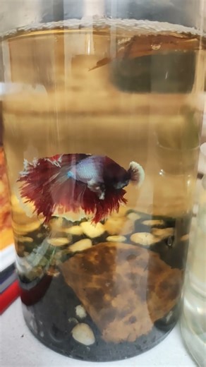 Red butterfly in Action