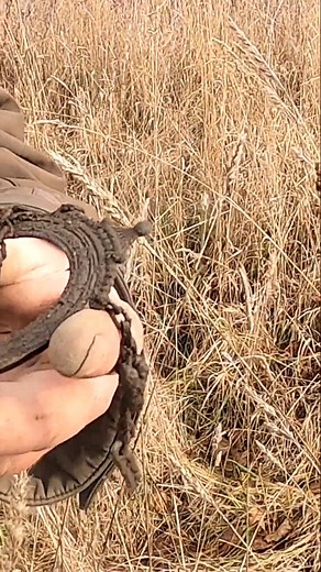 1.8K views | Metal Detecting Picture Frame 1800 Silver Coins Relics Toys Farm Western NY #metaldetecting #shorts | Metal Detecting NY | Facebook