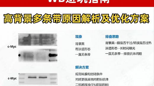 【WB实验避坑指南】高背景\u002F多条带救星来了！翻车原因+优化方案手把手教学！