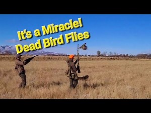 Pudelpointer in action