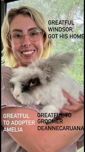 ♥️ ADOPTER AMELIA’S ANGORA SMILE! 😍 #englishangora #deannecaruana #rabbit #groomer #rabbitgroomer #sydney #adopt #adoptdontshop Grateful to The Rabbit Sanctuary ⭐️Foster Carer & Rabbit Groomer & Stylist @deannecaruana Vista Grand Bunny Grooming and Boarding | The Rabbit Sanctuary