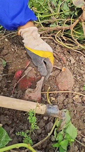 Planting sweet potato plants results in Tutorial #farming #shorts