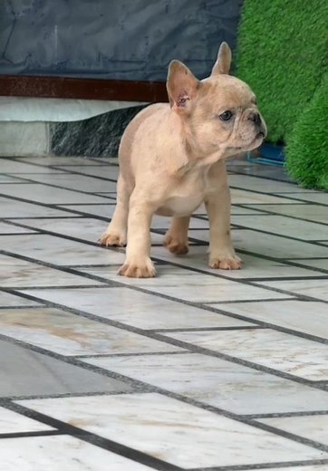 French Bulldog Puppy for Sale – Cute & Compact 🐾❤️