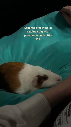 Labored breathing in a guinea pig with pneumonia looks like this #guineapig #sick