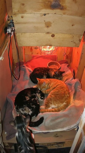 The coziest cat shelter in the world 🥺❤️