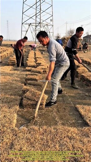 Efficient Manual Sod Harvesting and Natural Turf Cutting Process