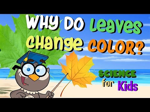 Why Do Leaves Change Color? | Science for Kids
