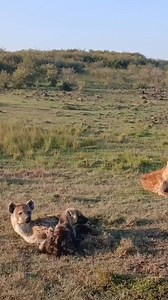146K views · 2.2K reactions | Startled in the Wild: Hyena Family Reacts to Mysterious Sounds #Hyenas #WildlifeMoments #UnexpectedNature #AnimalReactions | Bagh Dushkhel | Facebook