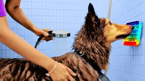 1.2M views · 9.9K reactions | Priceless hacks and tricks for pet owners  | 5-Minute Crafts Play | Facebook