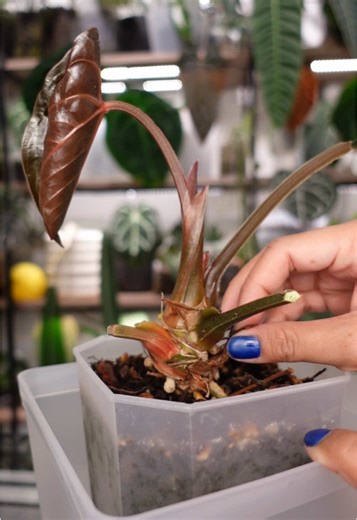 Relaxing ASMR Sounds from Plants for Sleep