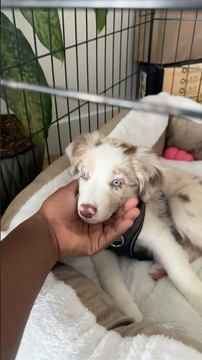 First Day with Our Australian Shepherd red merle #puppy #australianshepherd