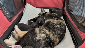 I love it when all three of them are lined up at the milk bar nursing. So peaceful! | Love & Hisses