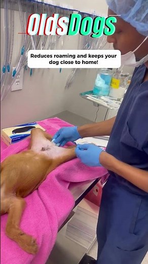 Snip-Snap! Neutering for All Ages: A Happy, Healthy Future for Your Pet!