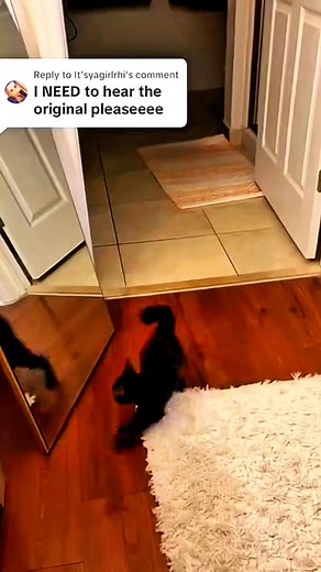 🤣 “Cat vs. Cat 2.0 – the reflection fight nobody wins. #love #catlovers #catloversclub #catsofinstagram #kittensofinstagram #funnycatvideos #funnypets #catsoftheday #cutecats #kittens #cat #FunnyCats #cats #catsoffacebook | Cats Lover