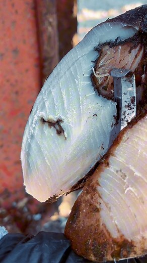 The epic hoof slice!!! #hoofcowboy #thewho #whoopwhoop | The Hoof Cowboy