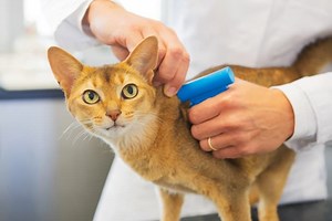 Is There an App to Check If a Pet's Chipped?